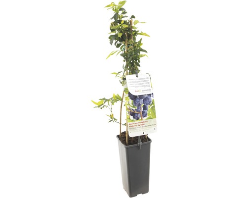 FLORASELF® Blauwe bes Vaccinium corybosum 'Hortblue Petite' potmaat Ø 10 cm Blauwe bessenplant in pot met steunstok en plantenetiket
