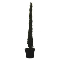 Italiaanse cypres in een pot