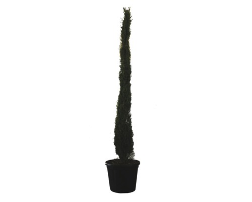 FLORASELF Cypres Cupressus sempervirens 'Totem' potmaat Ø 30 liter H 200-225 cm Italiaanse cypres in een pot