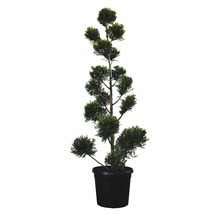 Vormsnoei boom in pot