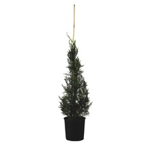 Levensboom in pot met steunstok