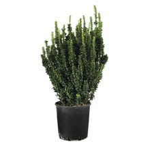 Buxus in pot