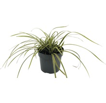 Siergras in pot