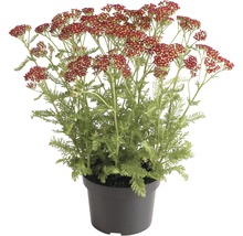 FLORASELF Duizendblad Achillea millefolium 'Red Beauty' potmaat 3 liter H 10-60 cm