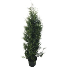 Levensboom in pot