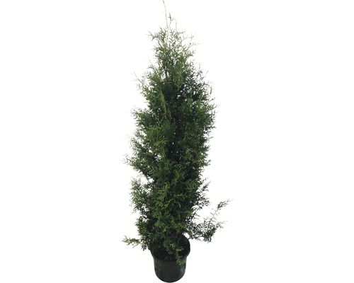 Levensboom in pot