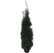 FLORASELF Levensboom Thuja occidentalis 'Smaragd' potmaat 12 Liter H 150-175 cm 12 st. ca. 6 meter haag