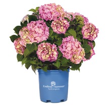 FLORASELF® Hortensia Hydrangea 'Endless Summer Bloomstar' Pink-thumb-0