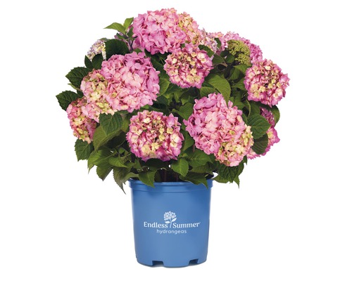 FLORASELF® Hortensia Hydrangea 'Endless Summer Bloomstar' Pink