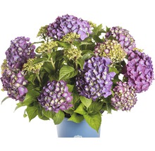 FLORASELF® Hortensia Hydrangea 'Endless Summer Summerlove' Purple