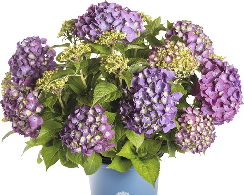 FLORASELF® Hortensia Hydrangea 'Endless Summer Summerlove' Purple