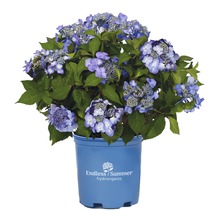 FLORASELF® Hortensia Hydrangea 'Endless Summer Twist-n-Shout' Blue
