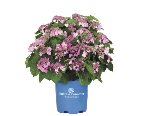 FLORASELF® Hortensia Hydrangea 'Endless Summer Twist-n-Shout' Pink