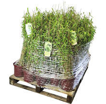 Pallet met bamboeplanten