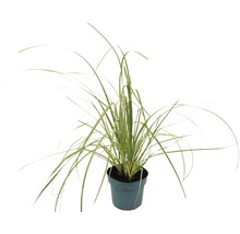 Siergras in pot