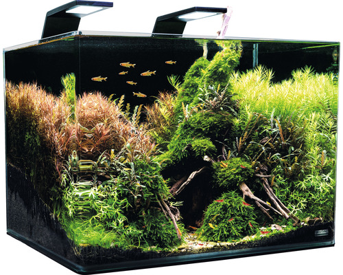 Ingericht aquarium met vissen en waterplanten