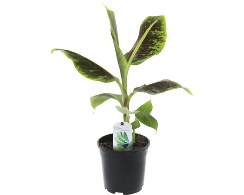 FLORASELF® Bananenplant Musa 'Dwarf Cavendish' potmaat Ø 17 cm