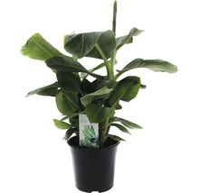 Banaan kamerplant in pot