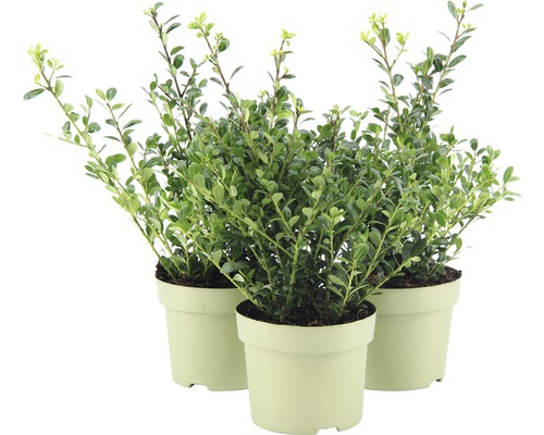 Drie potplanten met groene bladeren