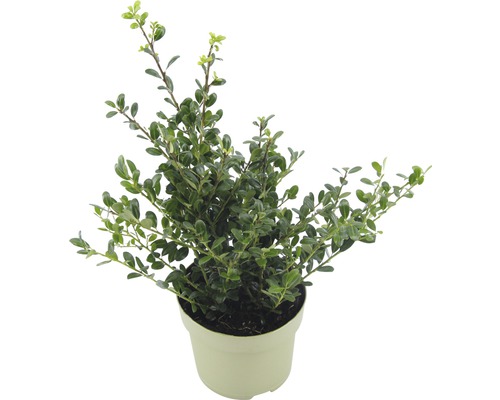 Buxus in pot