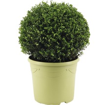 Buxusbol in pot voor de tuin