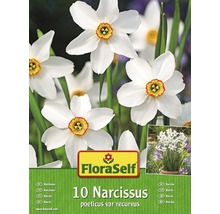 FLORASELF Bloembollen Narcissen recurvus wit 10 st.-thumb-0