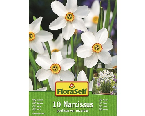 FLORASELF Bloembollen Narcissen recurvus wit 10 st.-0
