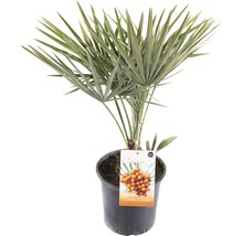 Hennep palm in pot