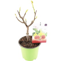 Vijgenboom in pot