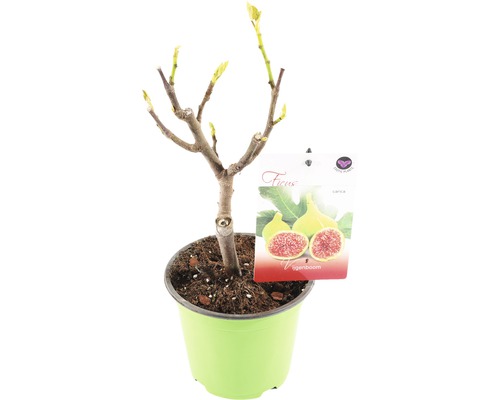 FLORASELF® Vijgenboom Ficus Carica potmaat Ø 17 cm