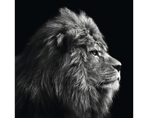 PURE LIVING Schilderij canvas Grey Lion Head 27x27 cm