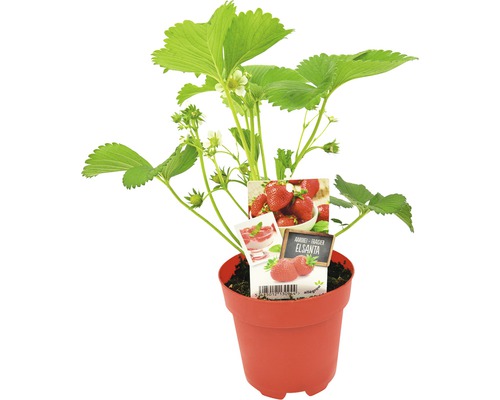 Aardbeiplant in pot, Elsanta variant