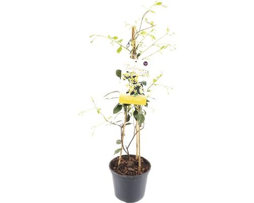 FLORASELF® Gele Sterjasmijn Trachelospermum Jasminoides 'Star of Toscane'® potmaat Ø 17 cm