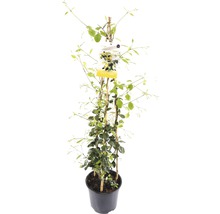 FLORASELF® Gele Sterjasmijn Trachelospermum jasminoides 'Star of Toscane'® potmaat Ø 19 cm-thumb-0