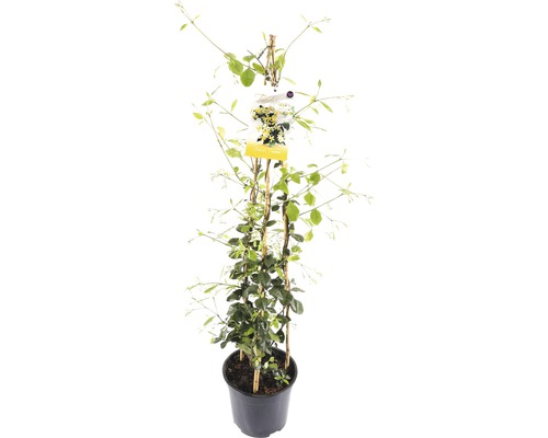 FLORASELF® Gele Sterjasmijn Trachelospermum jasminoides 'Star of Toscane'® potmaat Ø 19 cm