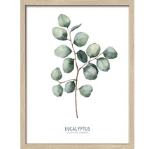 Eucalyptus kunstdruk in lijst