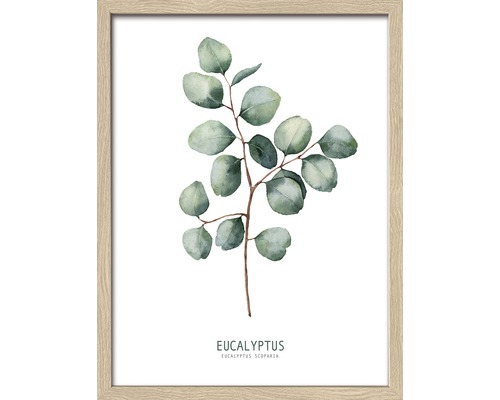 PURE LIVING Schilderij met lijst Eucalyptus 33x43 cm