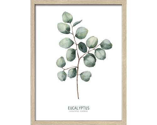 PURE LIVING Schilderij met lijst Eucalyptus 33x43 cm PURE LIVING Schilderij met lijst Eucalyptus 33x43 cm