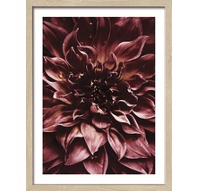 Ingelijste dahlia afbeelding met bloemblaadjes