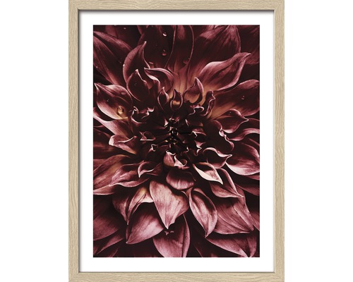 Ingelijste dahlia afbeelding met bloemblaadjes