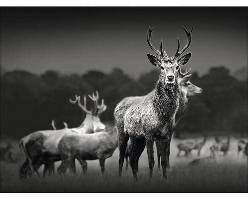 PURE LIVING Schilderij canvas Herd Of Deer 57x77 cm