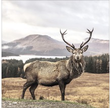 Edelhert met gewei in natuurlijk landschap
