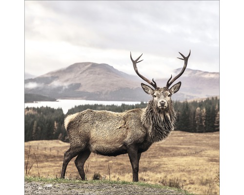 PURE LIVING Schilderij canvas Deer In A Field 27x27 cm