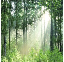 Bosscène met bomen en zonlicht