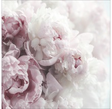 Close-up van roze en witte pioenrozenbloemen