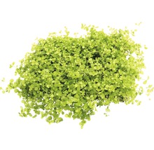 DENNERLE Waterplant Nieuw Parelkruid - Micranthemum Spec. Montecarlo