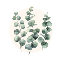 Illustratie van eucalyptus takken