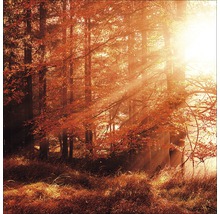 PURE LIVING Schilderij glas Autumn Forest I 50x50 cm-thumb-0