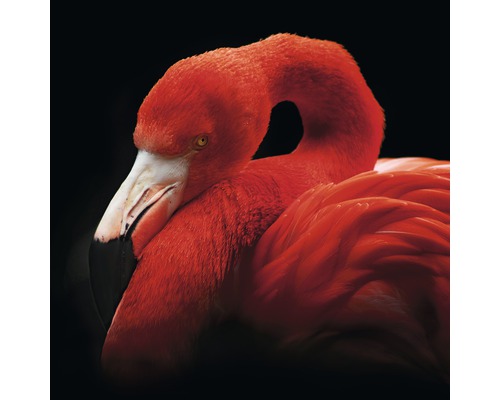 PURE LIVING Schilderij glas Sleeping Flamingo 50x50 cm-0