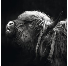 PURE LIVING Schilderij glas Highland Cattle III 20x20 cm-thumb-0